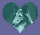 Dog in Heart